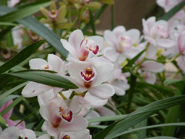 Орхидеи к 8 марта.