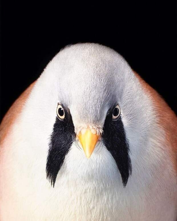 Фотография: 25 невероятно красивых портретов птиц №24 - BigPicture.ru