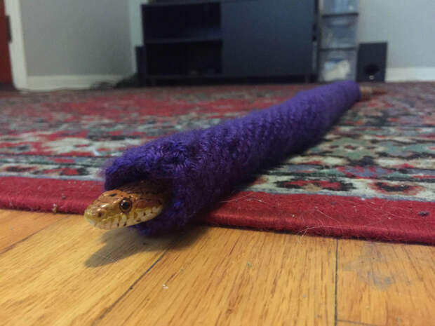 Змея в утепленной шкурке. | Фото: ЯПлакалъ.