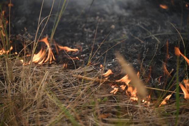 Природный пожар сняли на видео пассажиры электрички "Ростов – Таганрог"