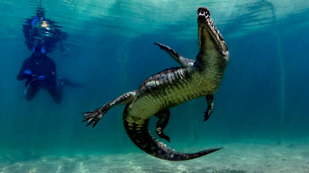 Крокодил чуть не откусил руку 72-летнему дайверу