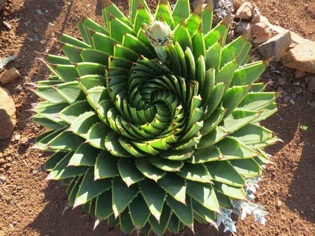 Алоэ многолистное (Aloe polyphylla)