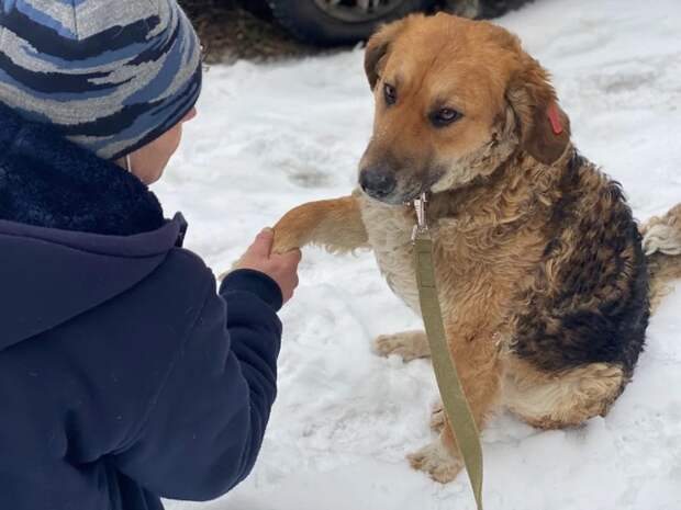 Несчастный бездомный пес, надеясь на помощь, давал людям лапу на помойке