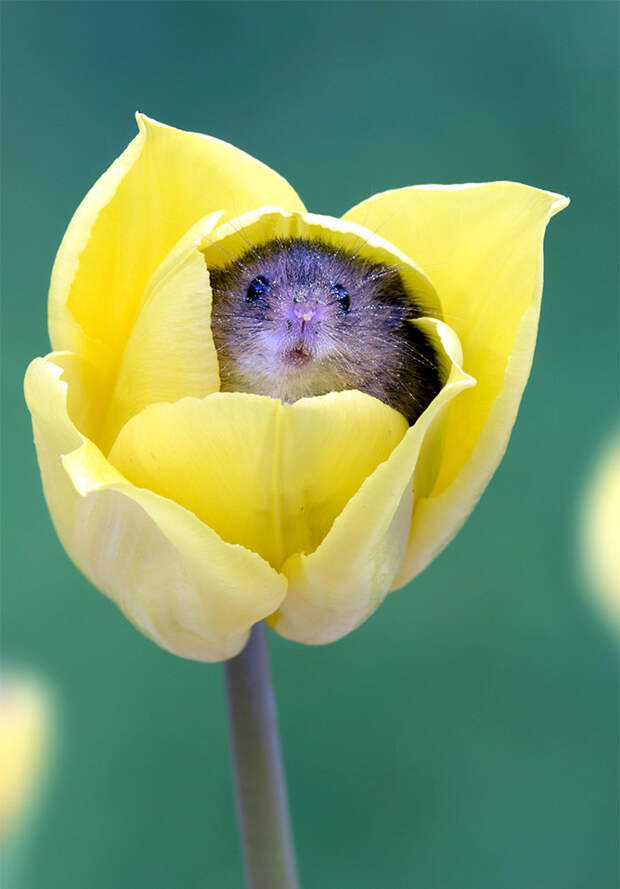 cute-harvest-mice-in-tulips-miles-herbert-4-5ad0977cdbf5f__700.jpg cute-harvest-mice-in-tulips-miles-herbert-4-5ad0977cdbf5f__700.jpg