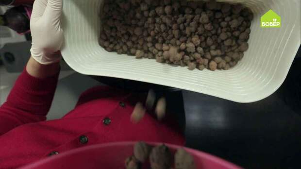 Как хранить зелень в горшочке после покупки