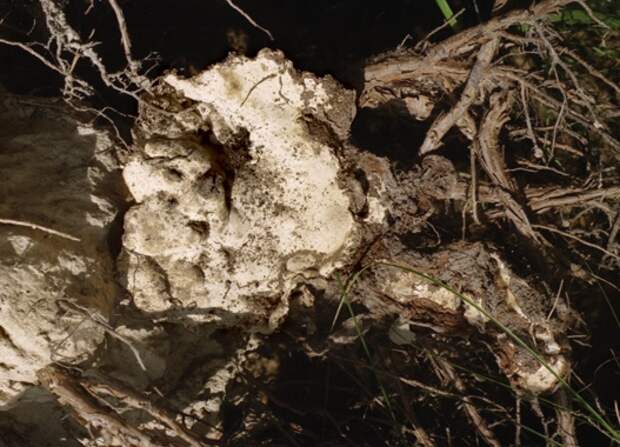 Лесопатологи рассказали о болезни, угрожающей рязанским лесам