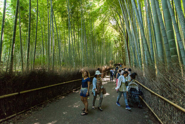 Прогулка по бамбуковому лесу и парку обезьян
