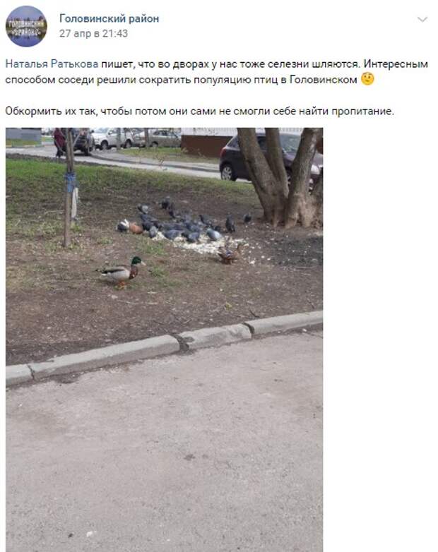 Фото дня: утки терроризируют голубей в Головинском