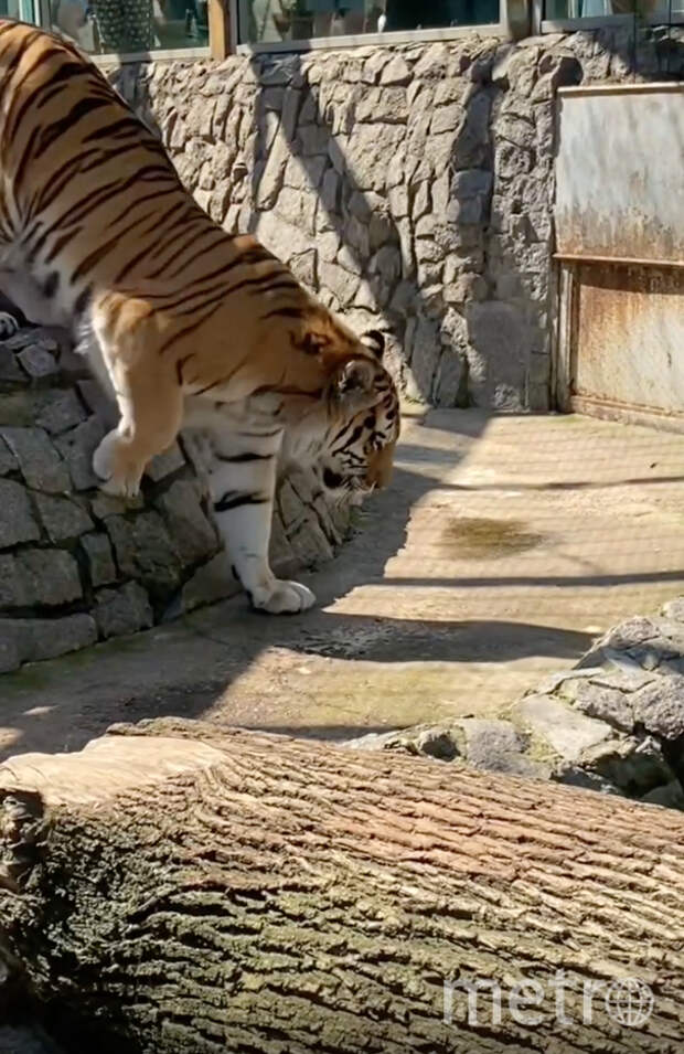 Посетителей Ленинградского зоопарка ждал сюрприз от амурского тигра Амадея
