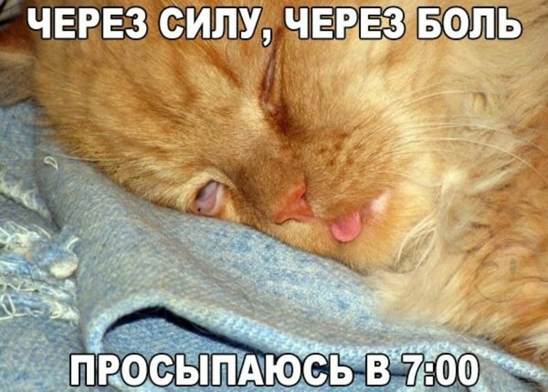 Субботний котопост коты, кошки, приколы с котами., смешные коты
