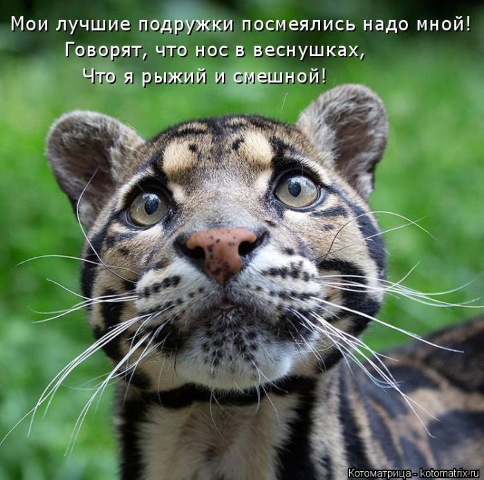 Лучшие котоматрицы недели (50 фото)