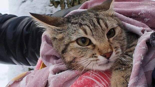 Ростовский Эйс Вентура снова спасет животных Ростовский Эйс Вентура снова спасет животных