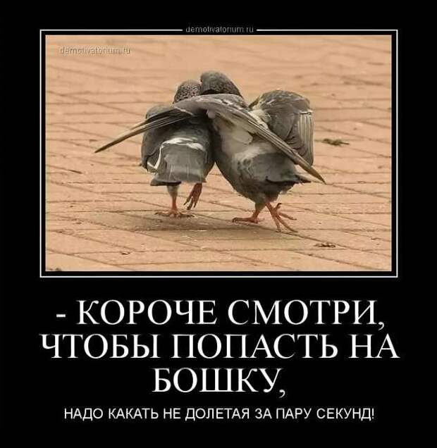 Прикольные демотиваторы с надписями. Подборка chert-poberi-dem-chert-poberi-dem-57530217102020-16 картинка chert-poberi-dem-57530217102020-16