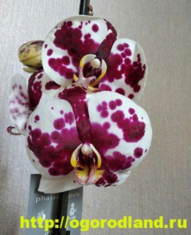 Орхидеи в доме. Сорта и виды. Все важное в уходе за орхидеей