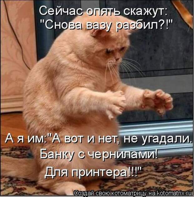 Лучшие котоматрицы недели (50 фото)