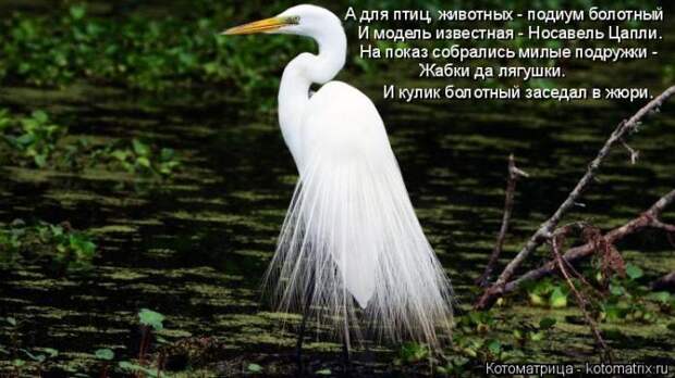 Лучшие котоматрицы недели (50 фото)