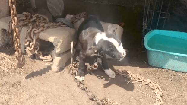 спасение щенка щенок на цепи