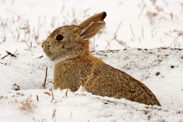 В Ленобласти проживает более 40 тысяч зайцев-беляков