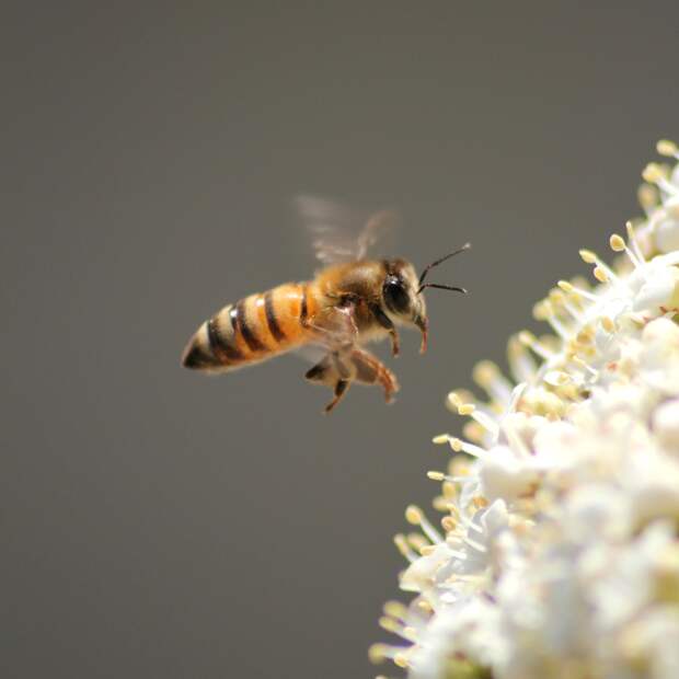 Пчела сорвала вылет самолета с сотней пассажиров на борту