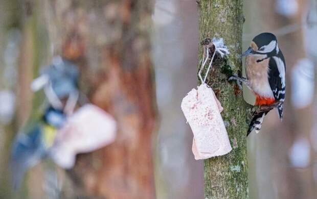 Сибирский антициклон усилит морозы в Петербурге 22 января