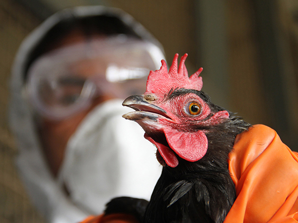 ВОЗ: в Мексике зафиксирован первый случай заражения человека птичьим гриппом