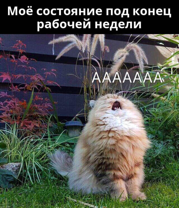 изображение: Моё состояние под конец рабочей недели #Котоматрицы