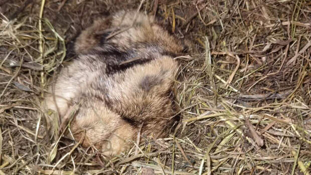 Сурок Филимон впервые за 10 лет проспал весну