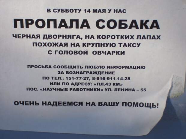 Необычайно забавные объявления о поиске пропавших животных
