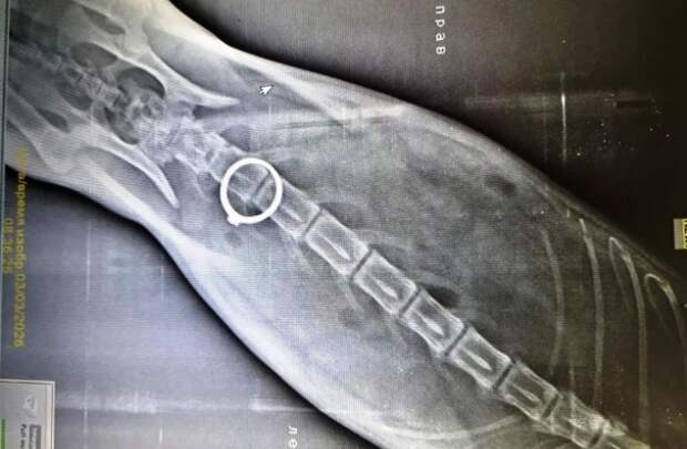 Астраханские ветеринары спали драгоценного кота