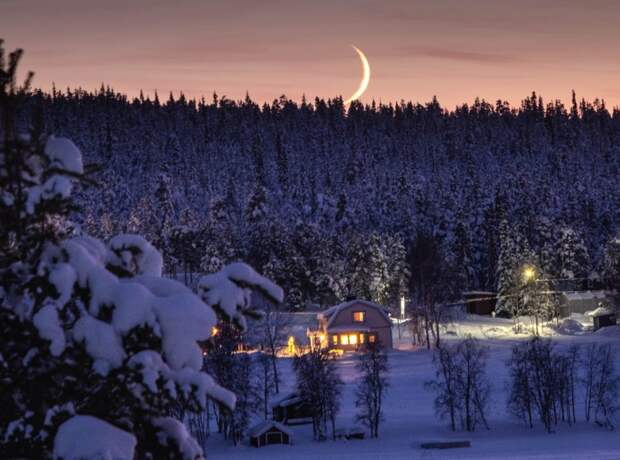 В Подмосковье началось нашествие снежных блох