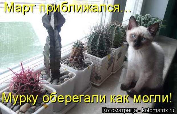 Новая котоматрица на Бугаге (44 фото)