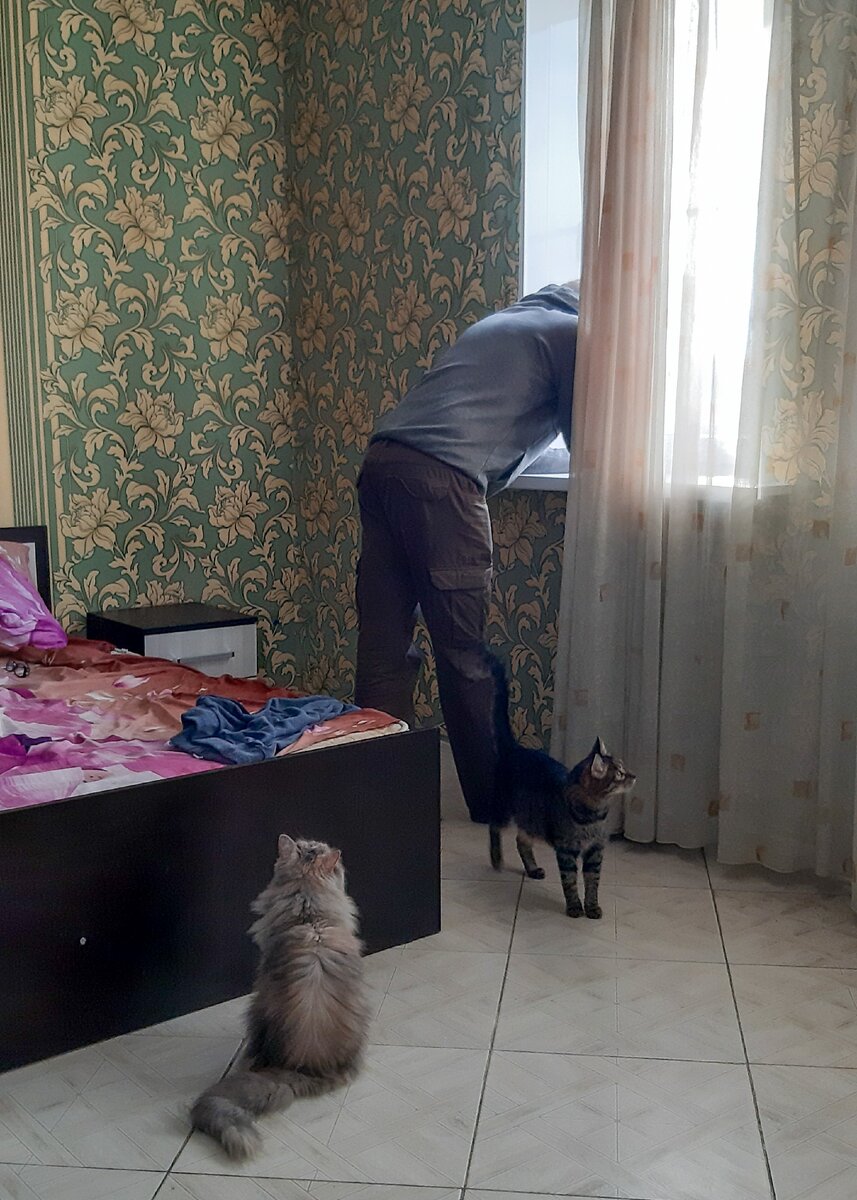 Переезд-многоходовочка. Из Хабаровска до Крыма за 2 недели. С 2мя котами.