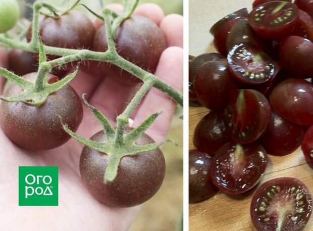 Томат Black Cherry