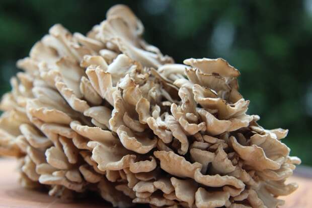 Maitake-Mushrooms-1