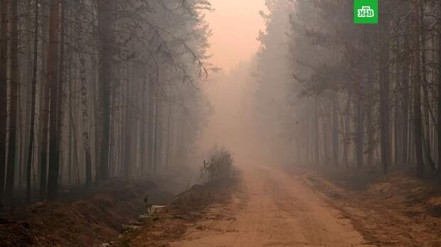 Москва перебросила бульдозеры в Рязанскую и Владимирскую области для борьбы с пожарами