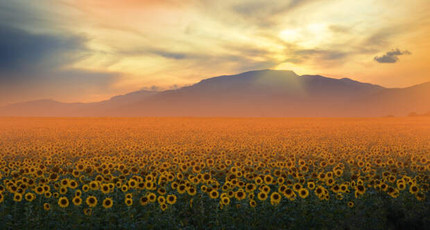Sunflower Field at Sunset.. by Juliana Nan on 500px.com