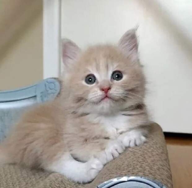 Котенок в доме Котенок лежит