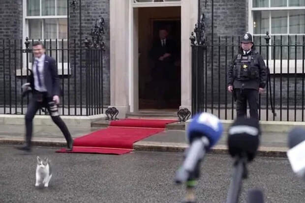 Кот Ларри бросился под ноги фотографу во время съемок президента Польши