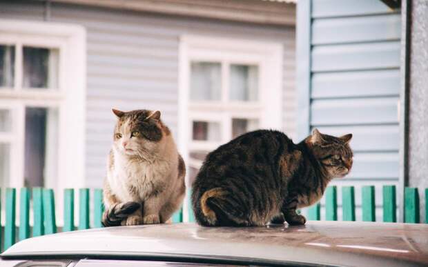 Сасовец устроил антисанитарию из-за содержания 20 кошек
