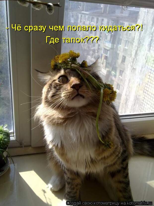 Котоматрица: - Чё сразу чем попало кидаться?! Где тапок???
