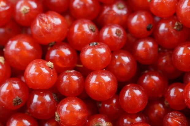 Врач перечислил петербуржцам ягоды, способные поддержать иммунитет зимой