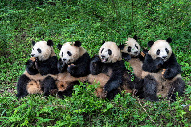 Большие панды