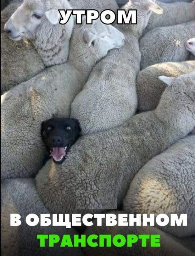 Подборка автоприколов - 72