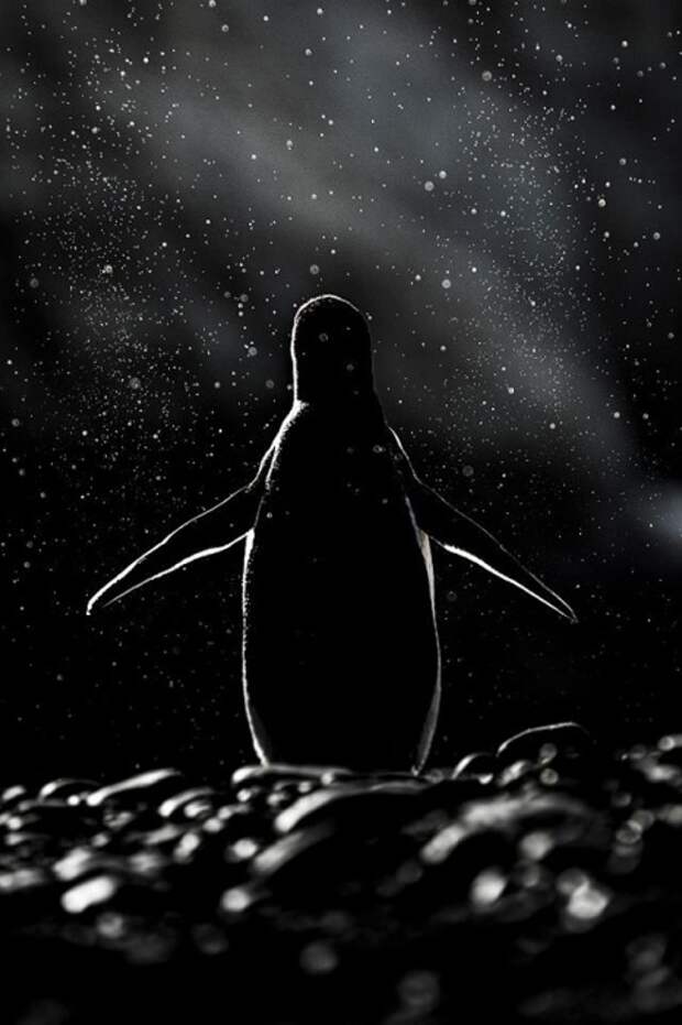 Пингвин в одиночестве не просто милый, а невероятно величественный!