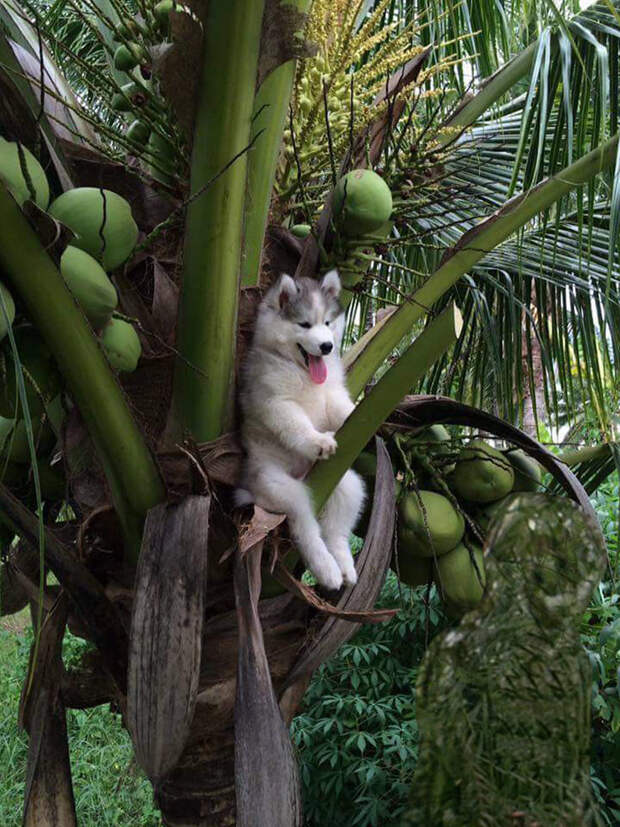 Фото улыбающегося щенка хаски, сидящего на дереве, развеселило весь Интернет и вызвало поток фотожаб фотошоп, хаски