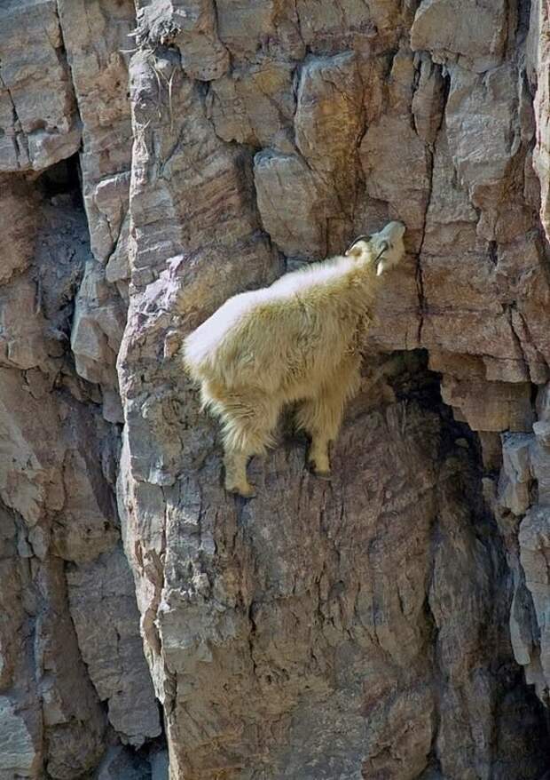Шуба снежной козы позволяет животному выдерживать температуры до -50ºС да еще и с ветром до 150 км/ч горные козлы, животные, удивительное, чудо. скалы