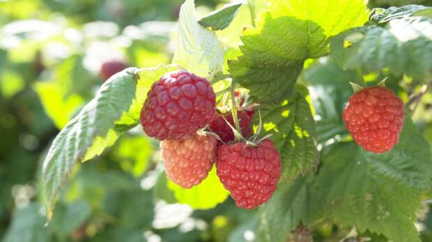 Для хорошего урожая сладких ягод ухаживайте за кустами малины и не совершайте ошибок, чтобы порадовать себя и близких ароматными ягодами