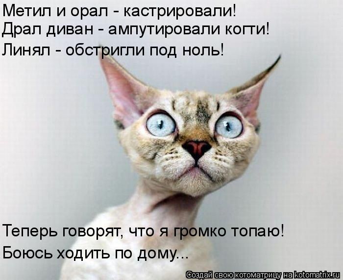 Лучшие котоматрицы недели (50 фото)