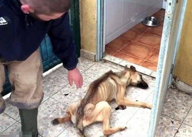 Собака, которой вернули веру в людей Собака, которой вернули веру в людей