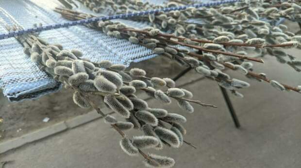 Вербное воскресенье. История одного из главных православных праздников